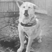 Kỷ niệm 100 năm ngày sinh chú chó Hachiko huyền thoại